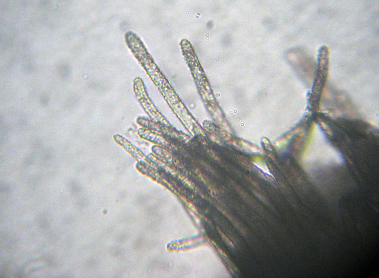 Forse � un ascomicete...(cfr. Lachnella sp.)